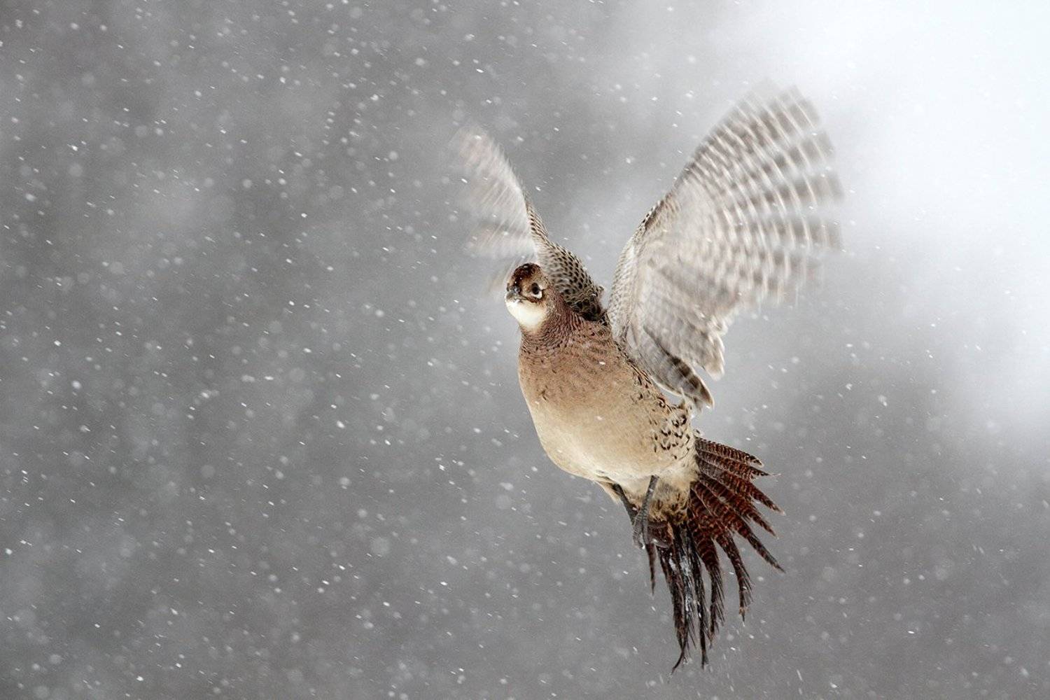 bird, pheasant, wildlife, snow, winter, cold, Adam Fichna