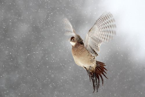 Pheasant