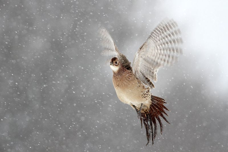 bird, pheasant, wildlife, snow, winter, cold Pheasant фото превью