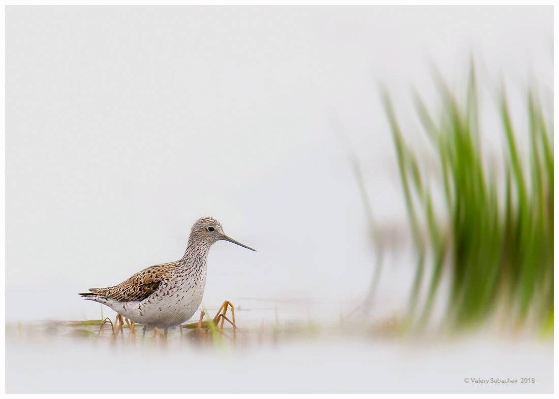 , Валерий Субачев