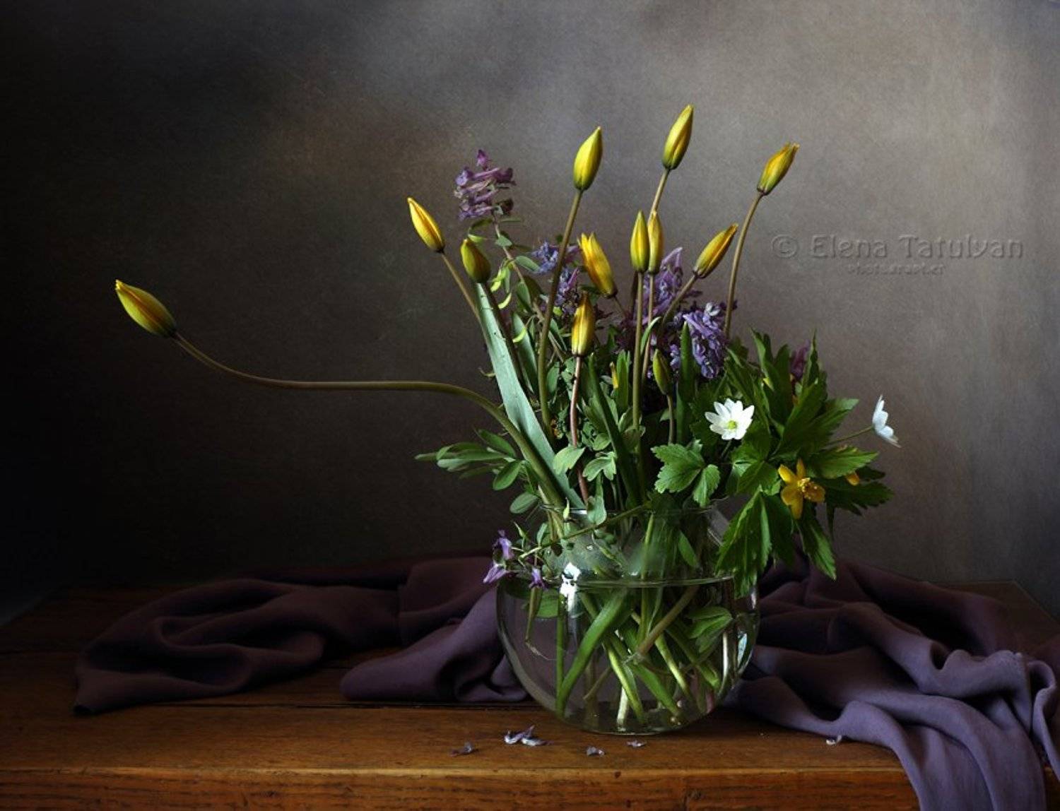 первоцветы, тюльпаны, Елена Татульян