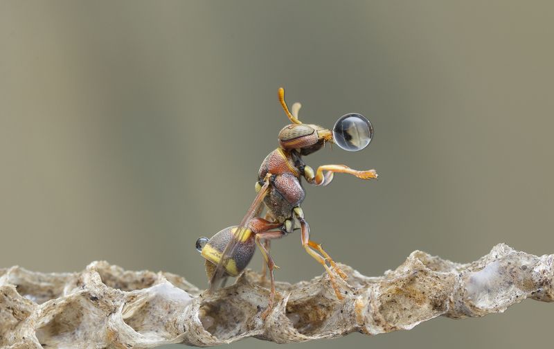 #macro#wasp#waterbubble#colors#reflection Wasp Blowing Water Bubble 180507A фото превью