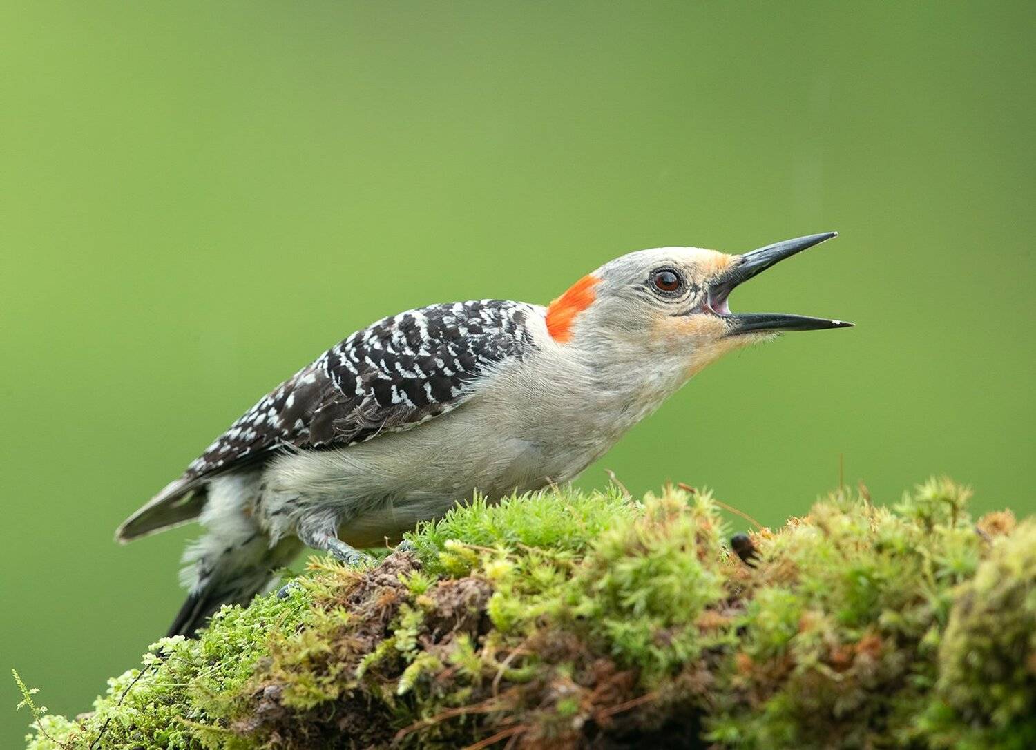 дятел, каролинский меланерпес, red-bellied woodpecker, woodpecker, Elizabeth Etkind