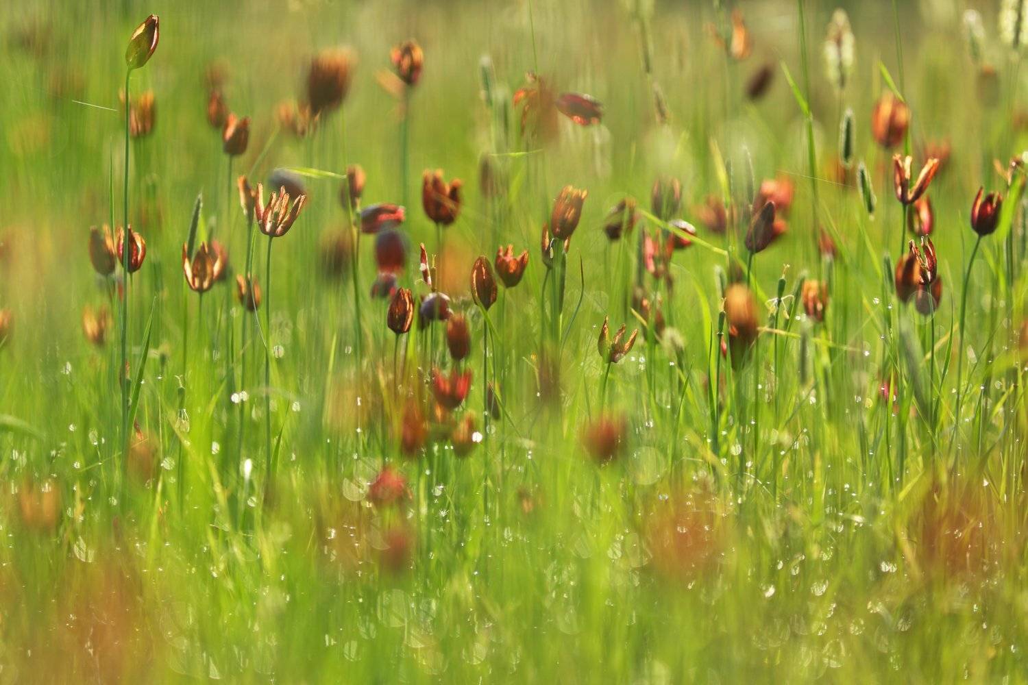 рябчик, малый, fritillaria, meleagroides, увядание, самарский лес, Sergii Markov