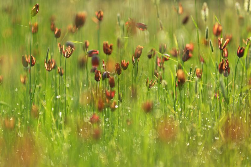рябчик, малый, fritillaria, meleagroides, увядание, самарский лес Про увядание фото превью