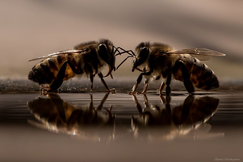 Разговор по душам... фото превью