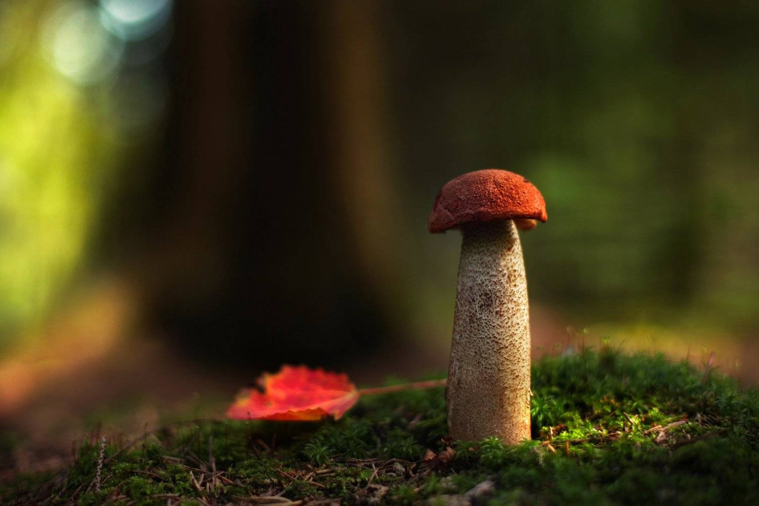 , Вадим Морозов