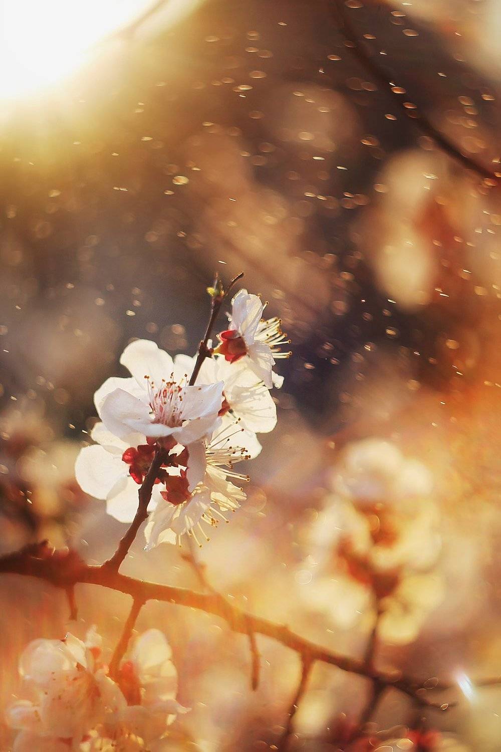 , Анастасия Колесникова