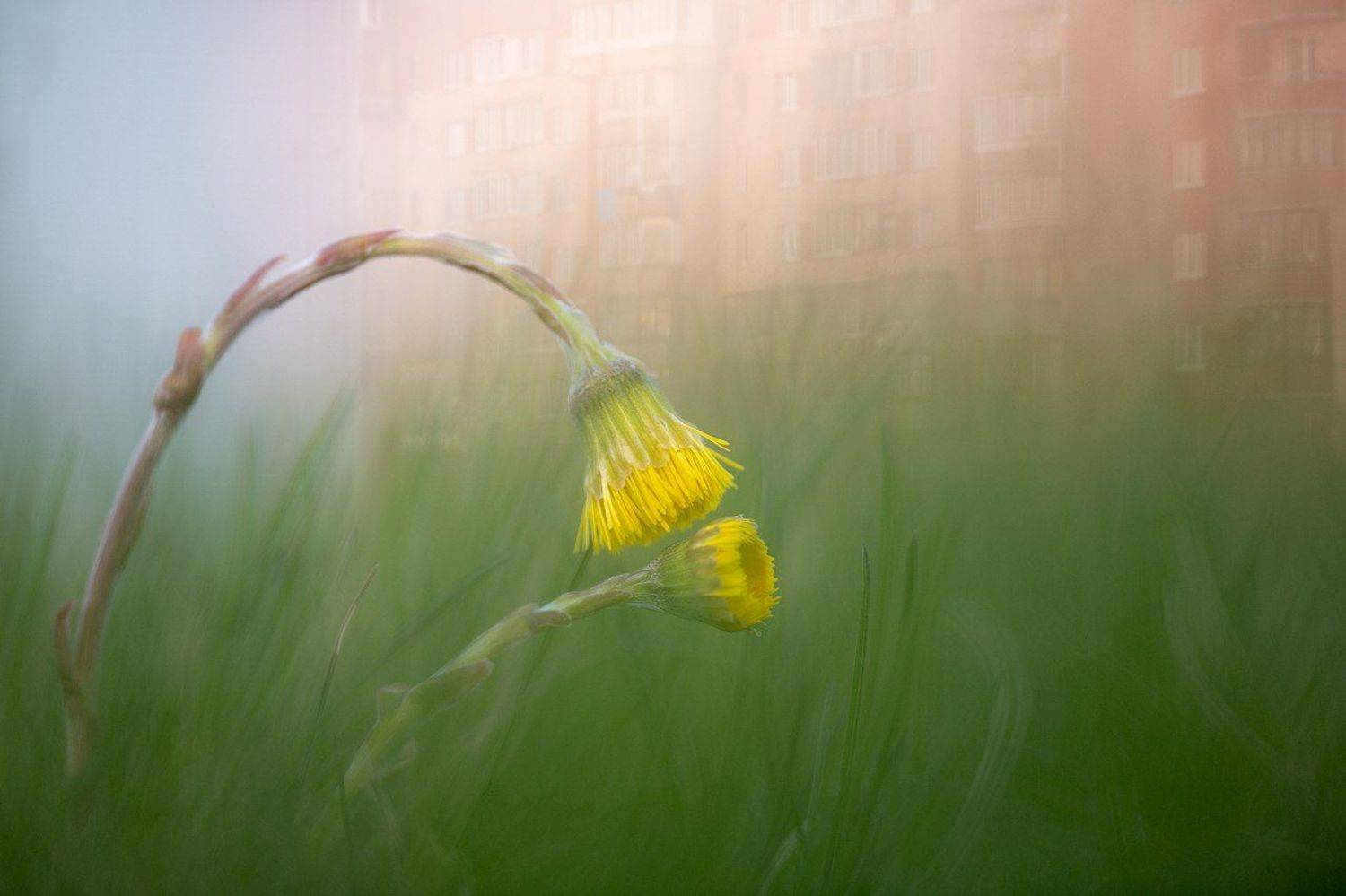 цветы,цветок,макро,растения,природа,желтый,город,закат,бокэ,мультиэкспозиция, Александр Иванов