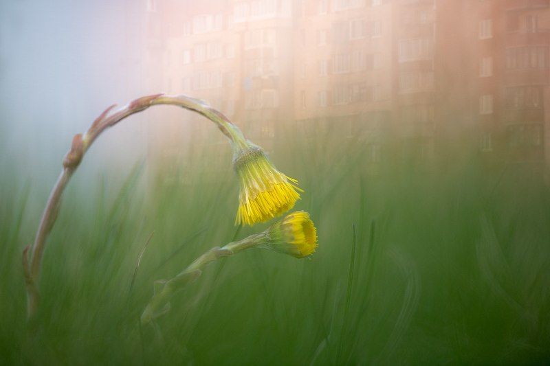 цветы,цветок,макро,растения,природа,желтый,город,закат,бокэ,мультиэкспозиция Городские цветы фото превью