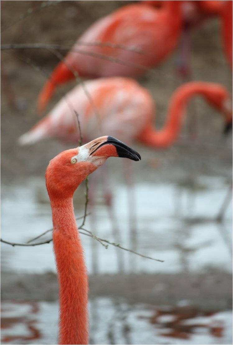 фламинго, КарОл