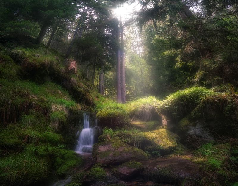 Forest mood фото превью