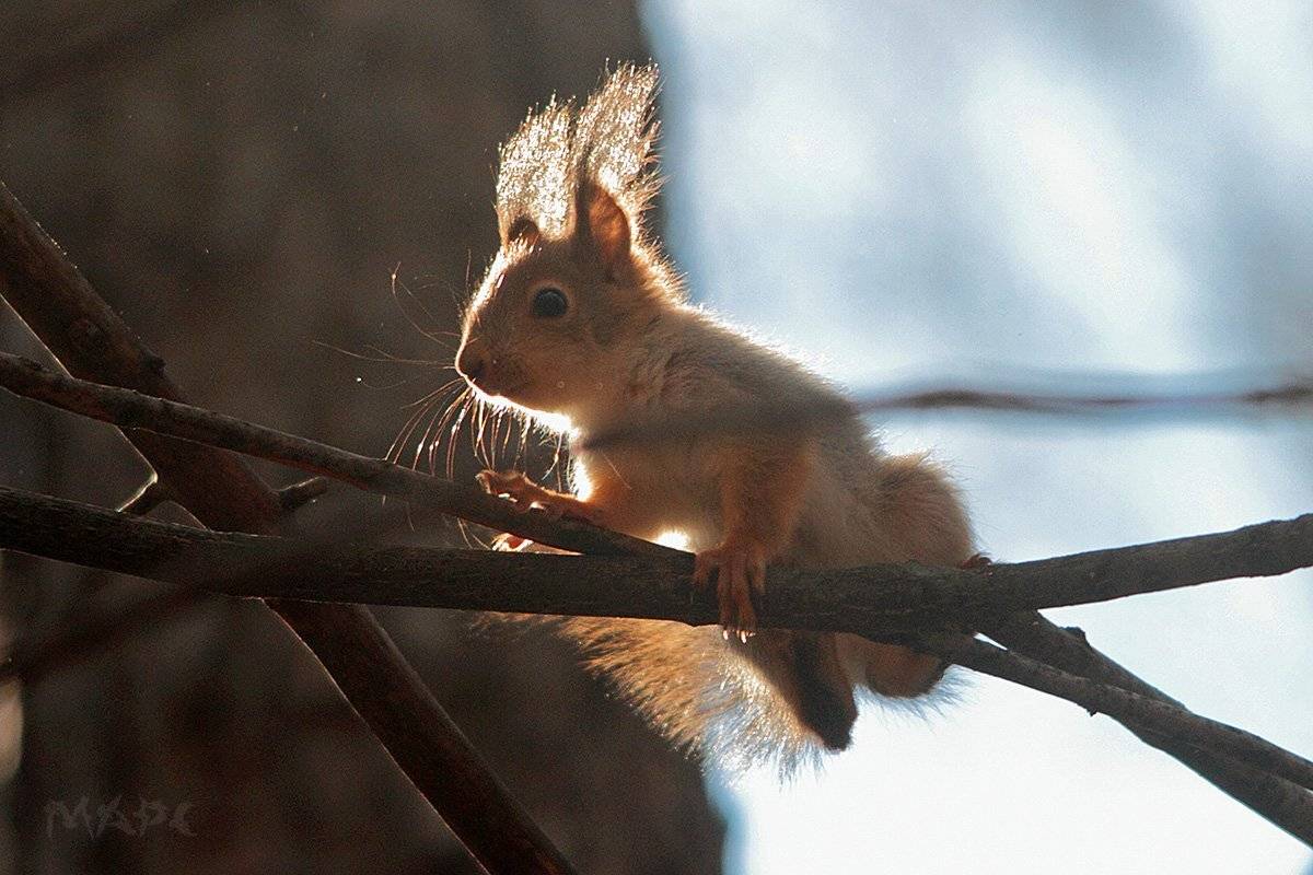 животные бельчонок весна, Шангареев Марс