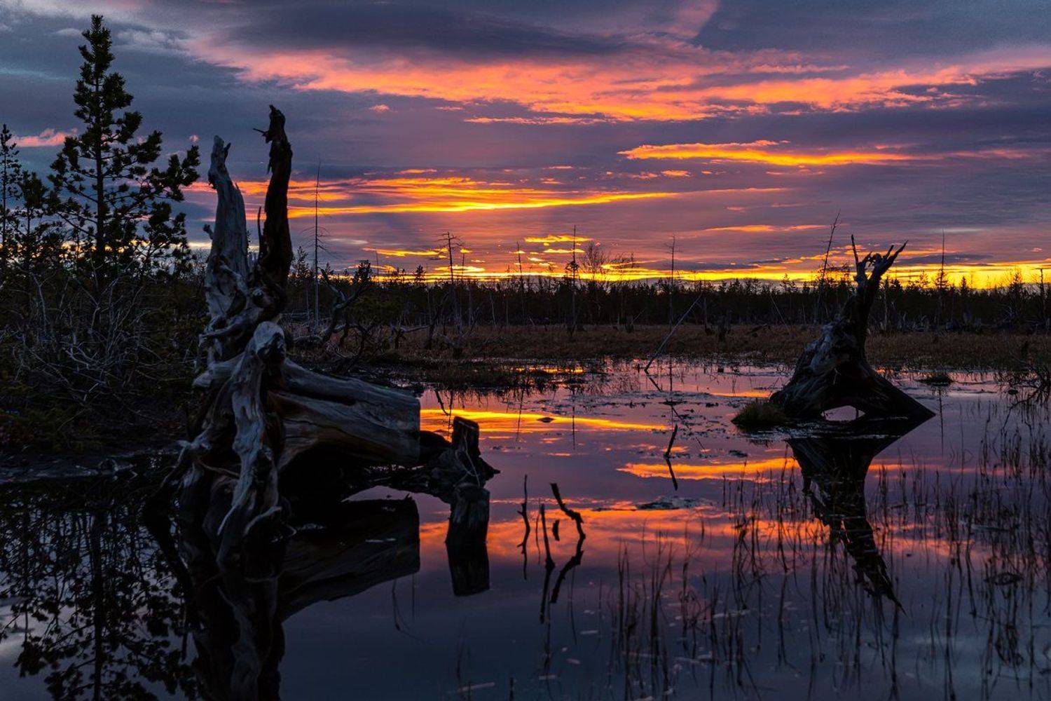болото,закат,лето,коряги,ночь,, Матвеев Игорь