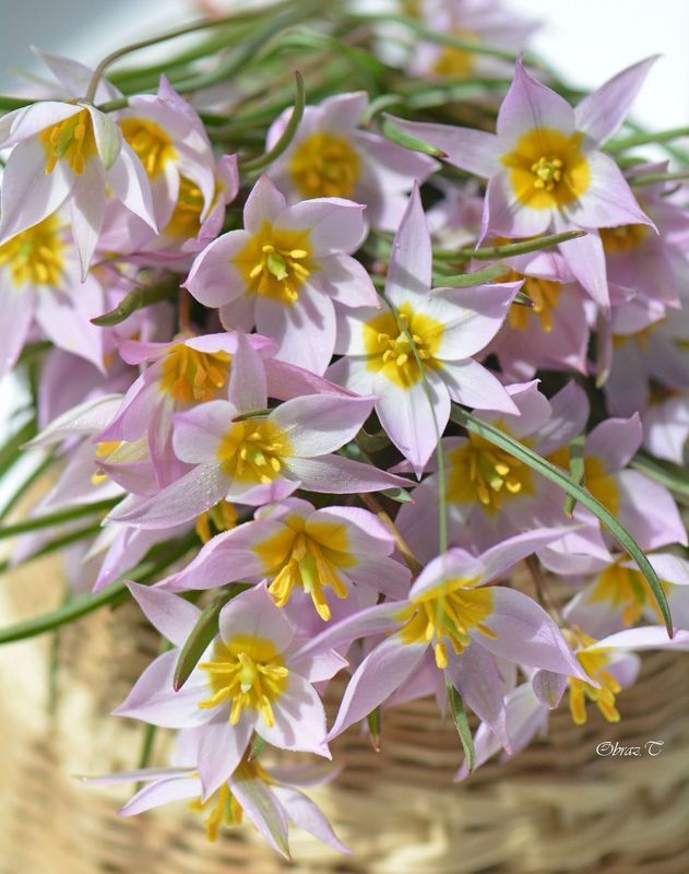 цветы *** фото превью