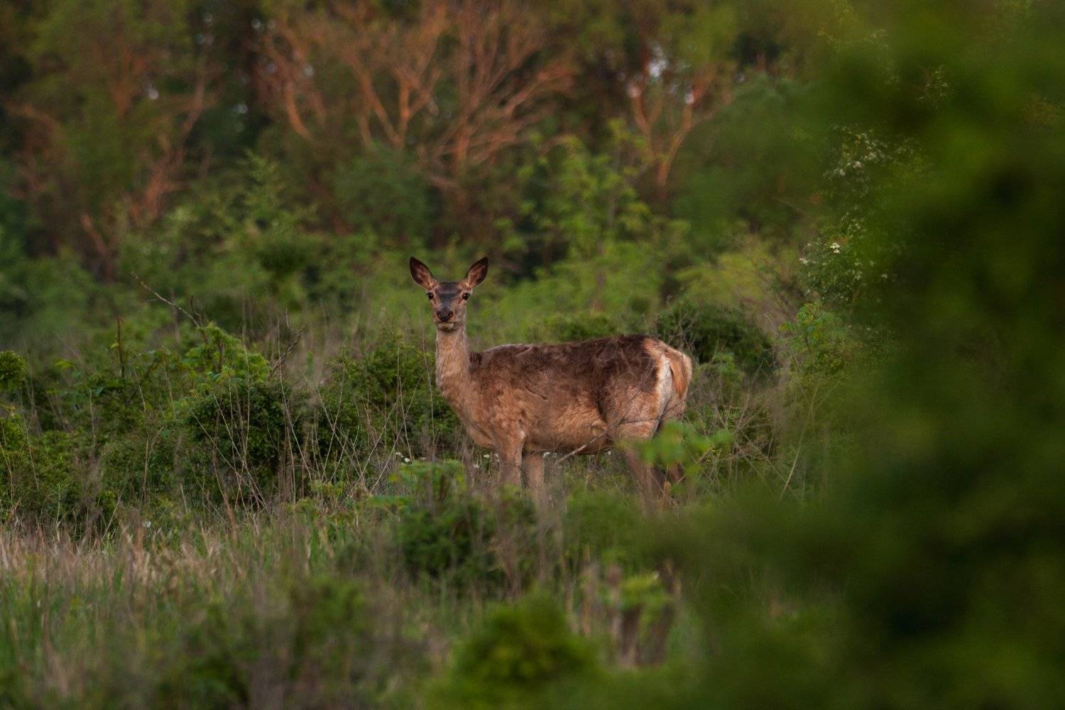 животные, лес, олень, олени,, Цветков Сергей