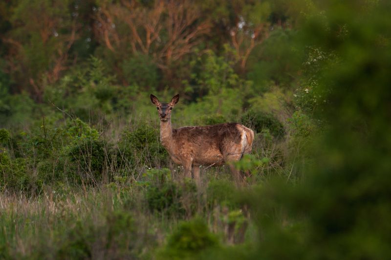 животные, лес, олень, олени, Кто там? фото превью
