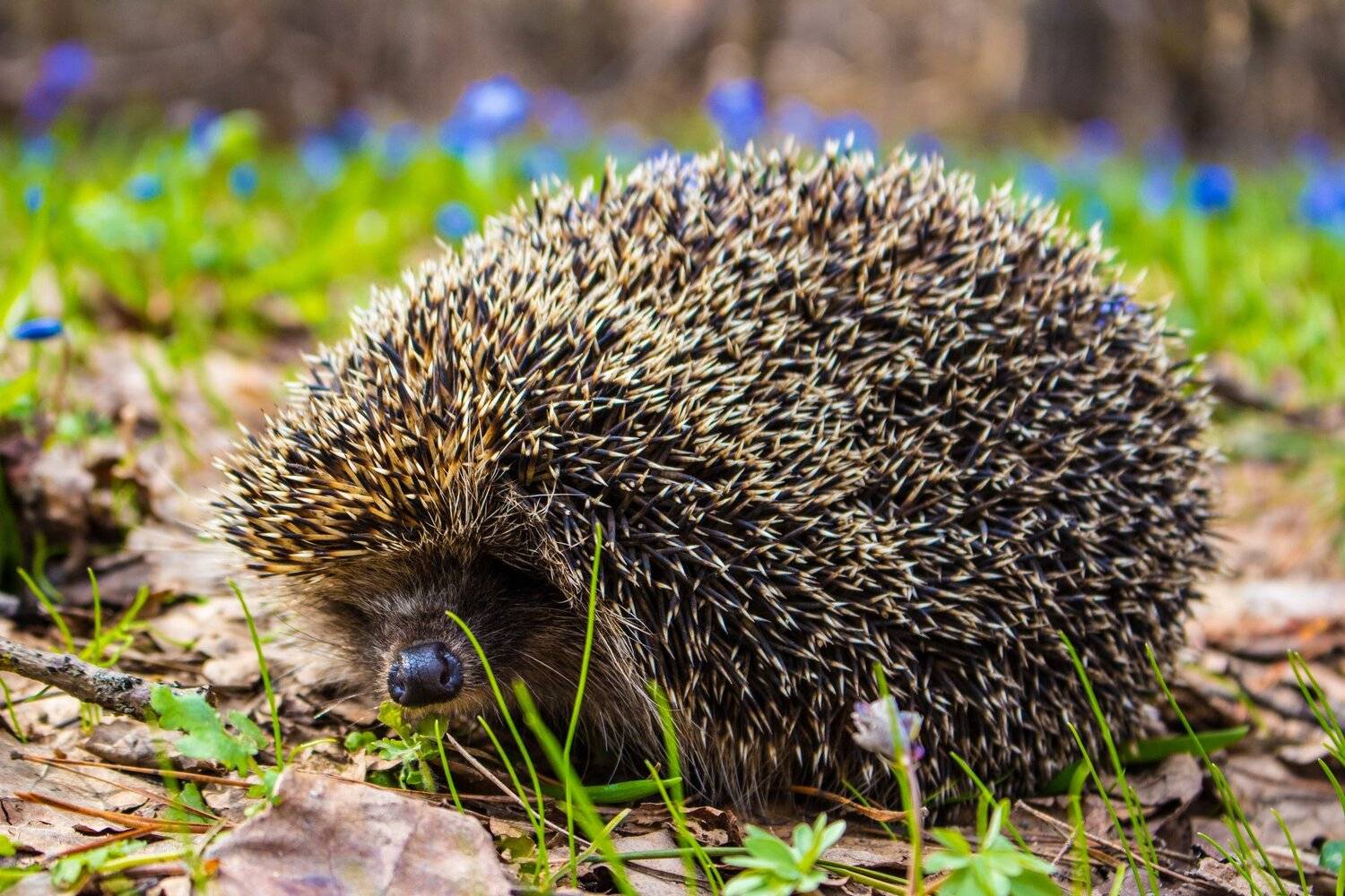 , Руслан Востриков