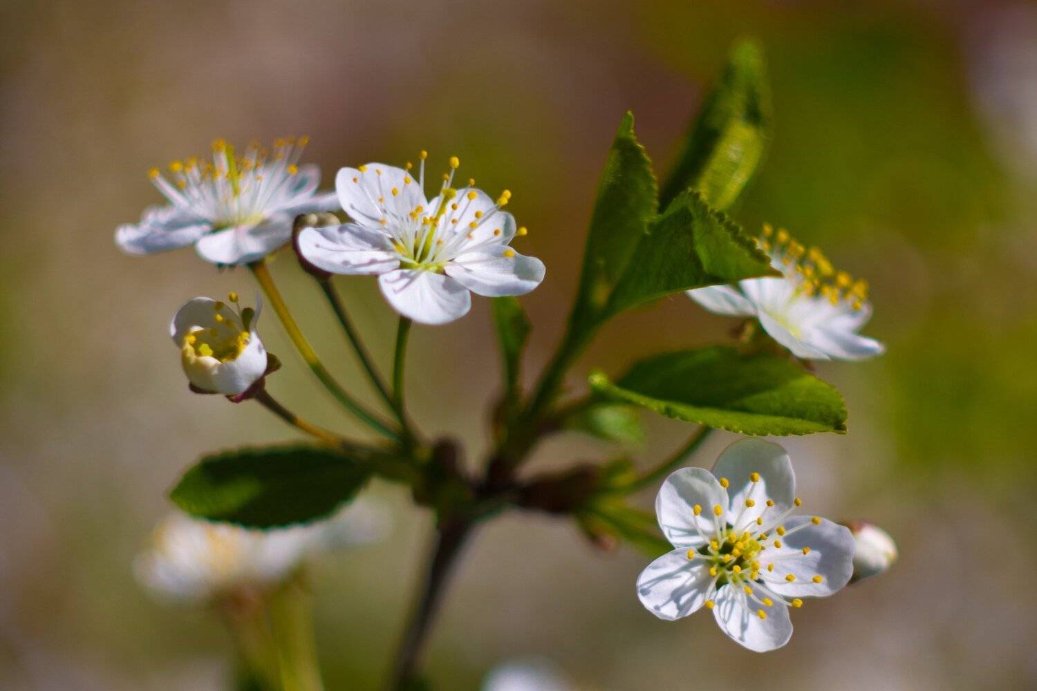 , Руслан Востриков