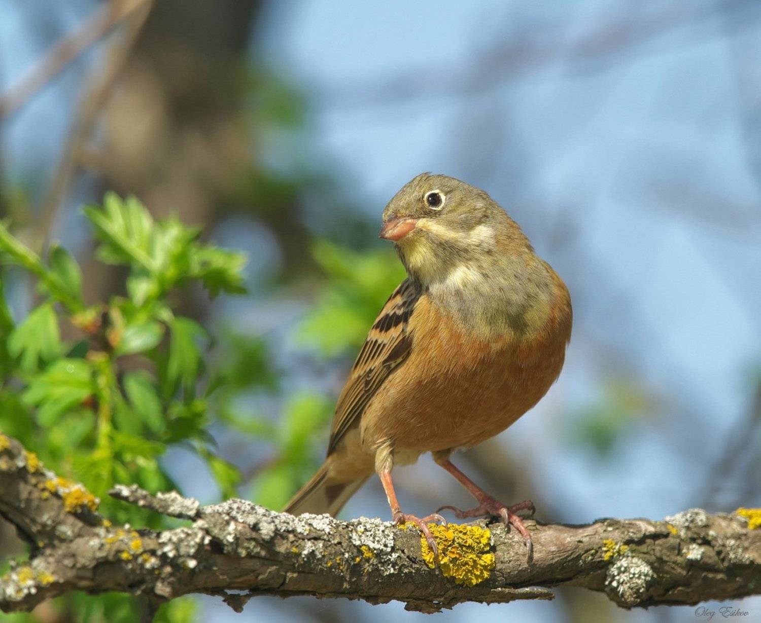 птицы, садовая овсянка, Олег Есиков