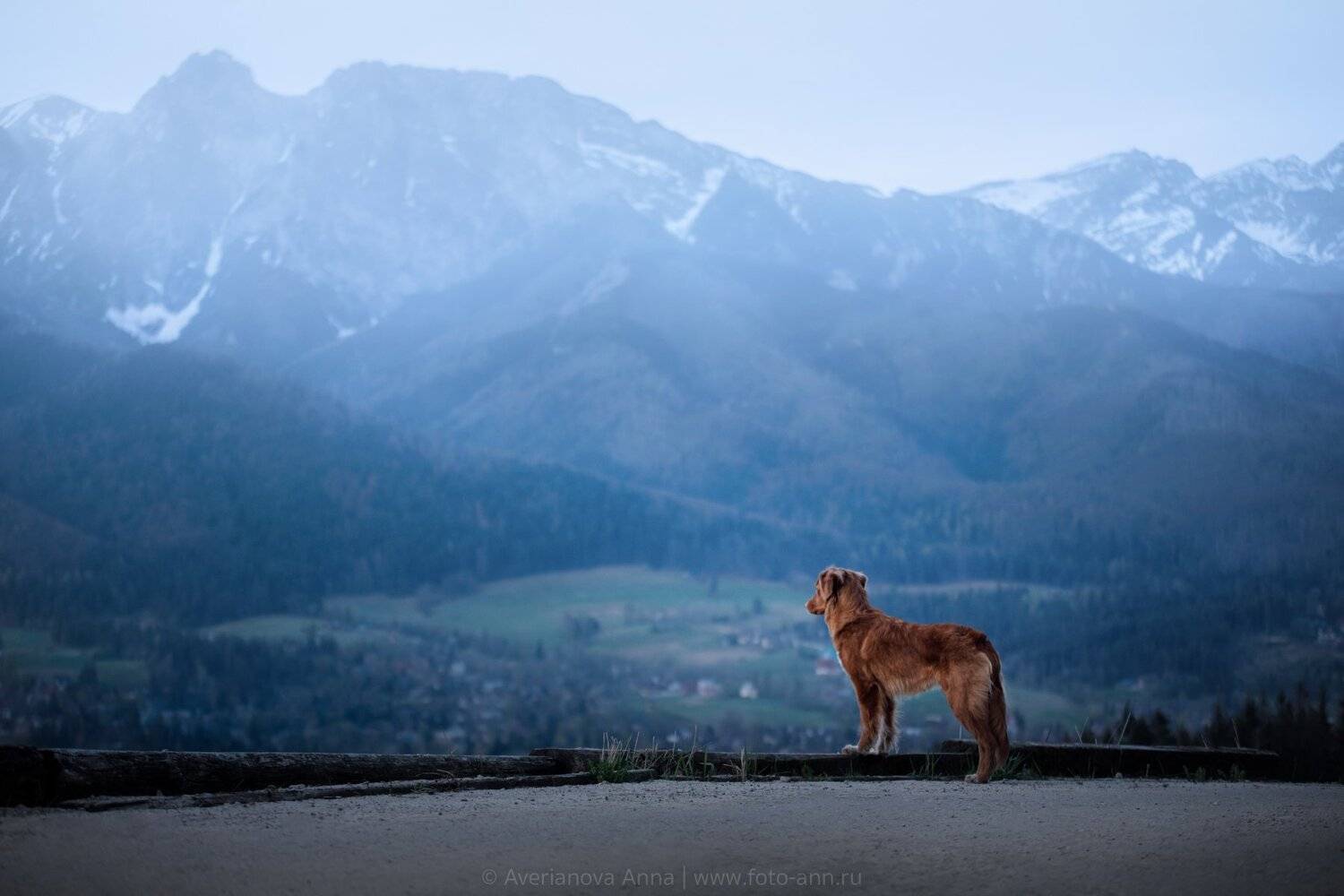 собака, горы, природа, Анна Аверьянова