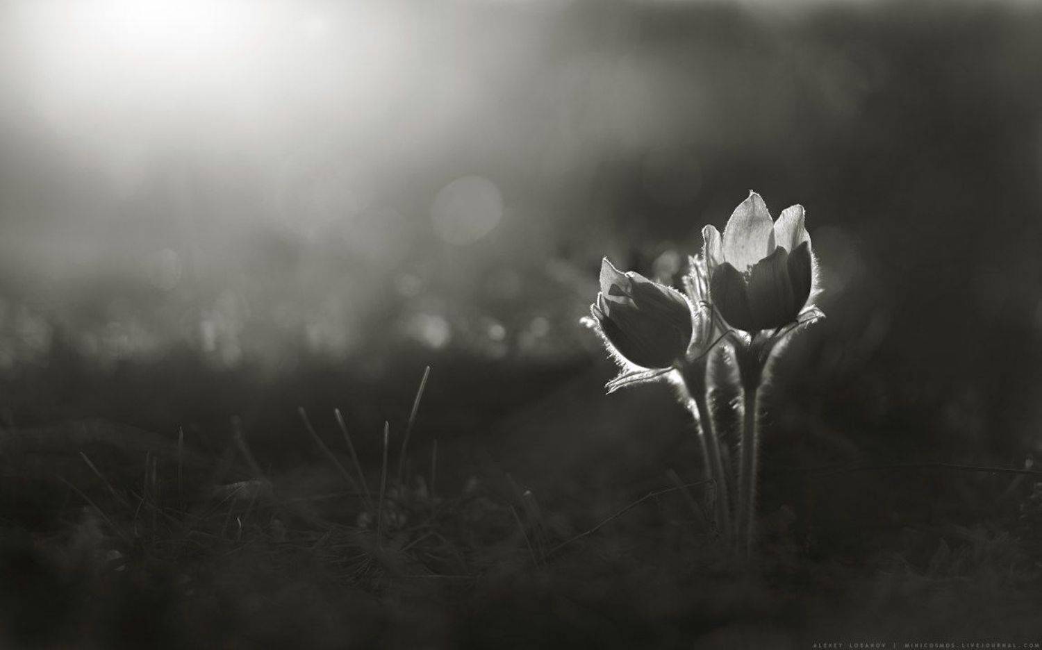 , Алексей Лобанов