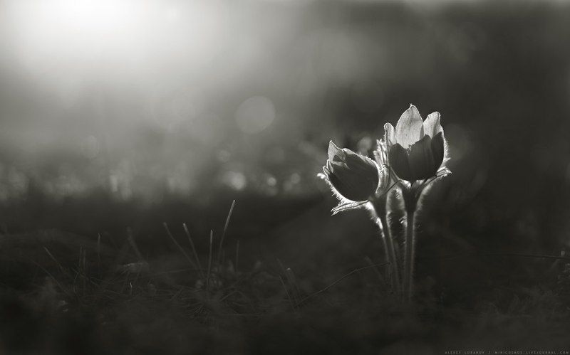 Парочка фото превью