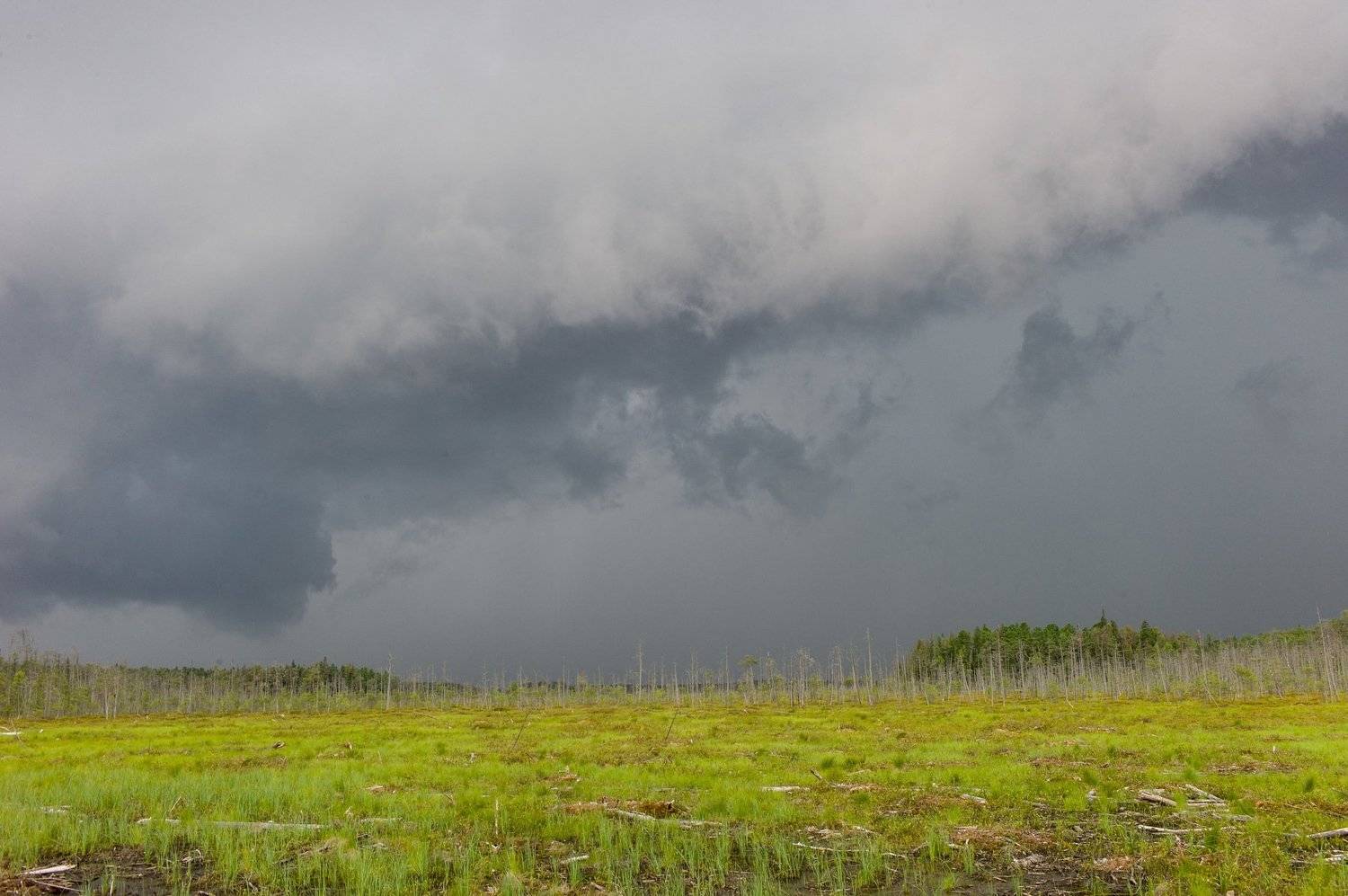 Западная Сибирь Томская область васюганское болото, Михаил Дронов