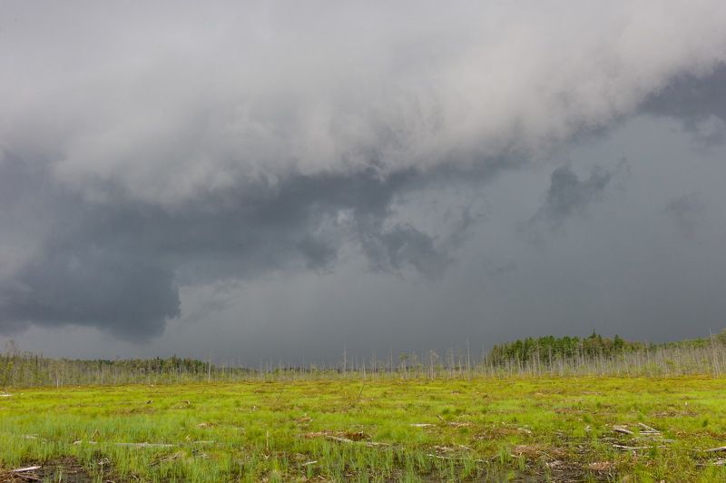 Западная Сибирь Томская область васюганское болото  васюганское болото фото превью