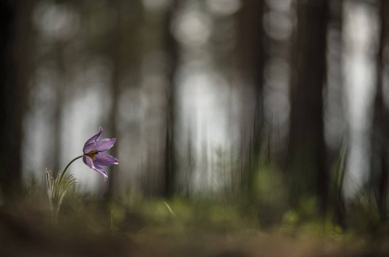 сон трава, свет, цвет, апрель, весна, воронеж, маклок, геннадий мещеряков, nikon d 850, Геннадий Мещеряков