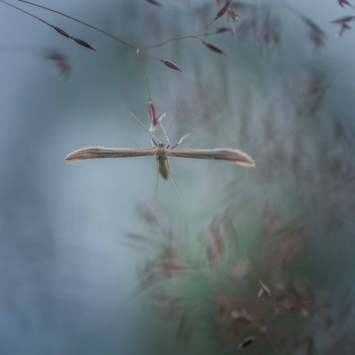 , Евгения Муравская