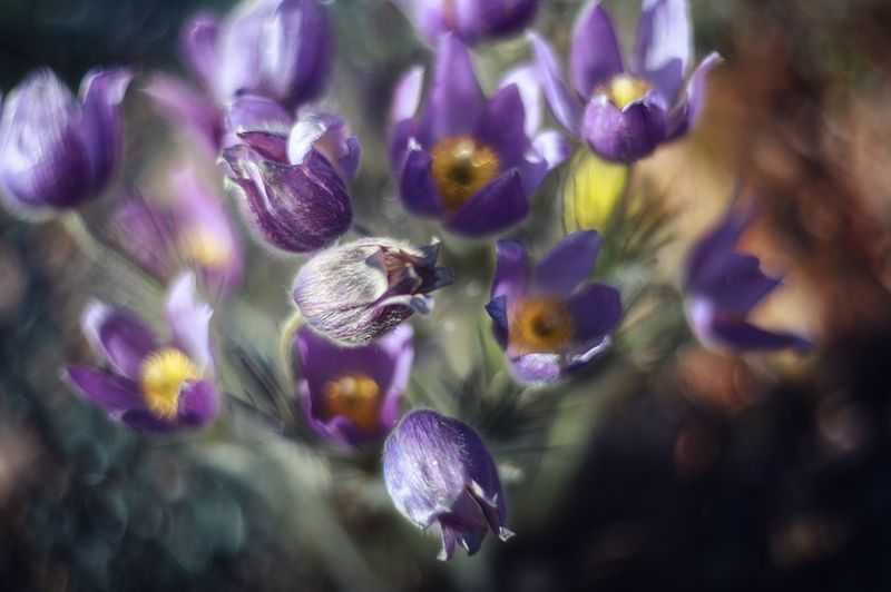 Сон-трава. Ботанический сад, СПб фото превью