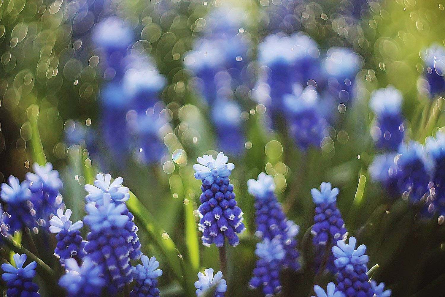 , Анастасия Колесникова