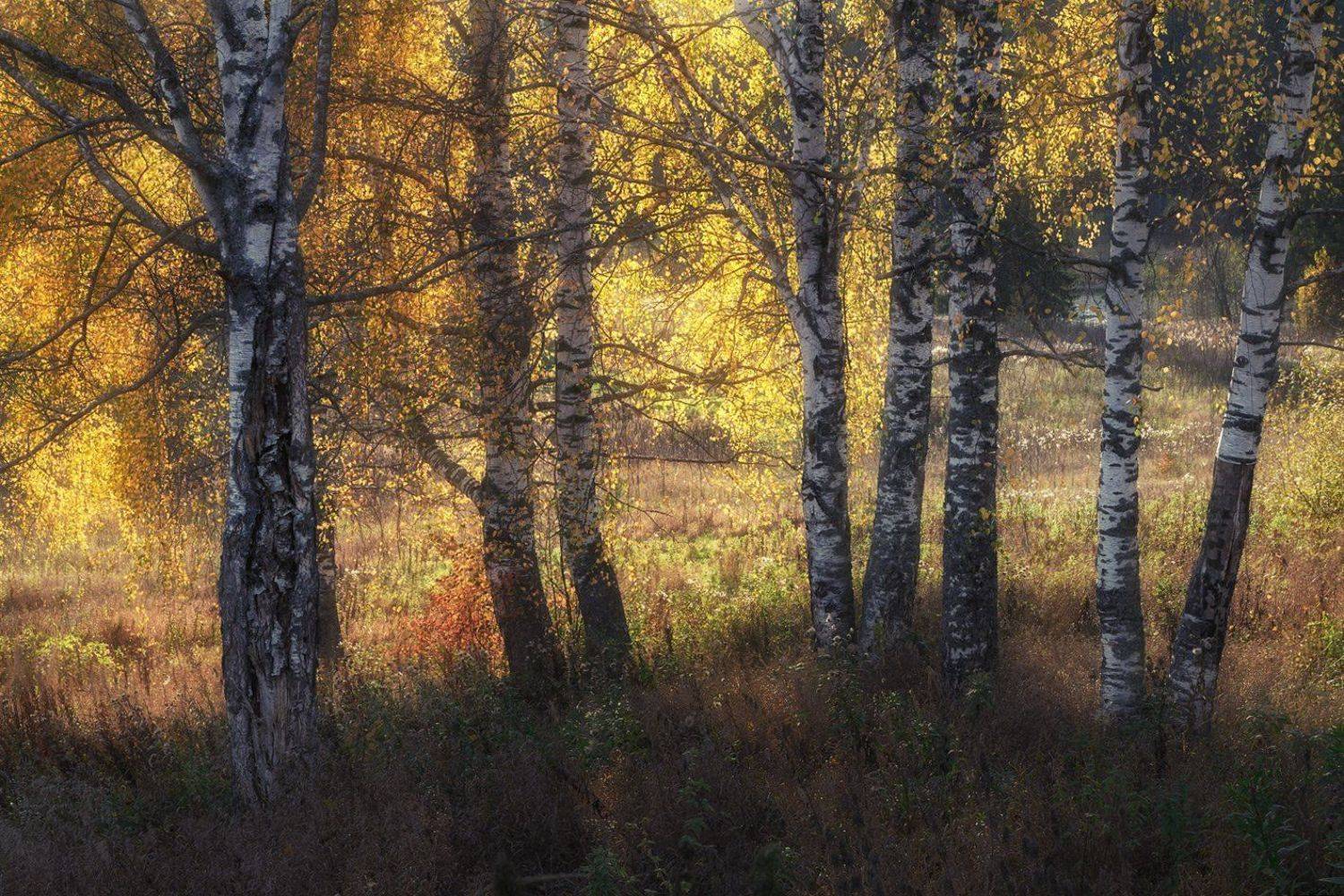 осень, вечер, поляна, дерево, березы, роща, лес, Смольский Евгений