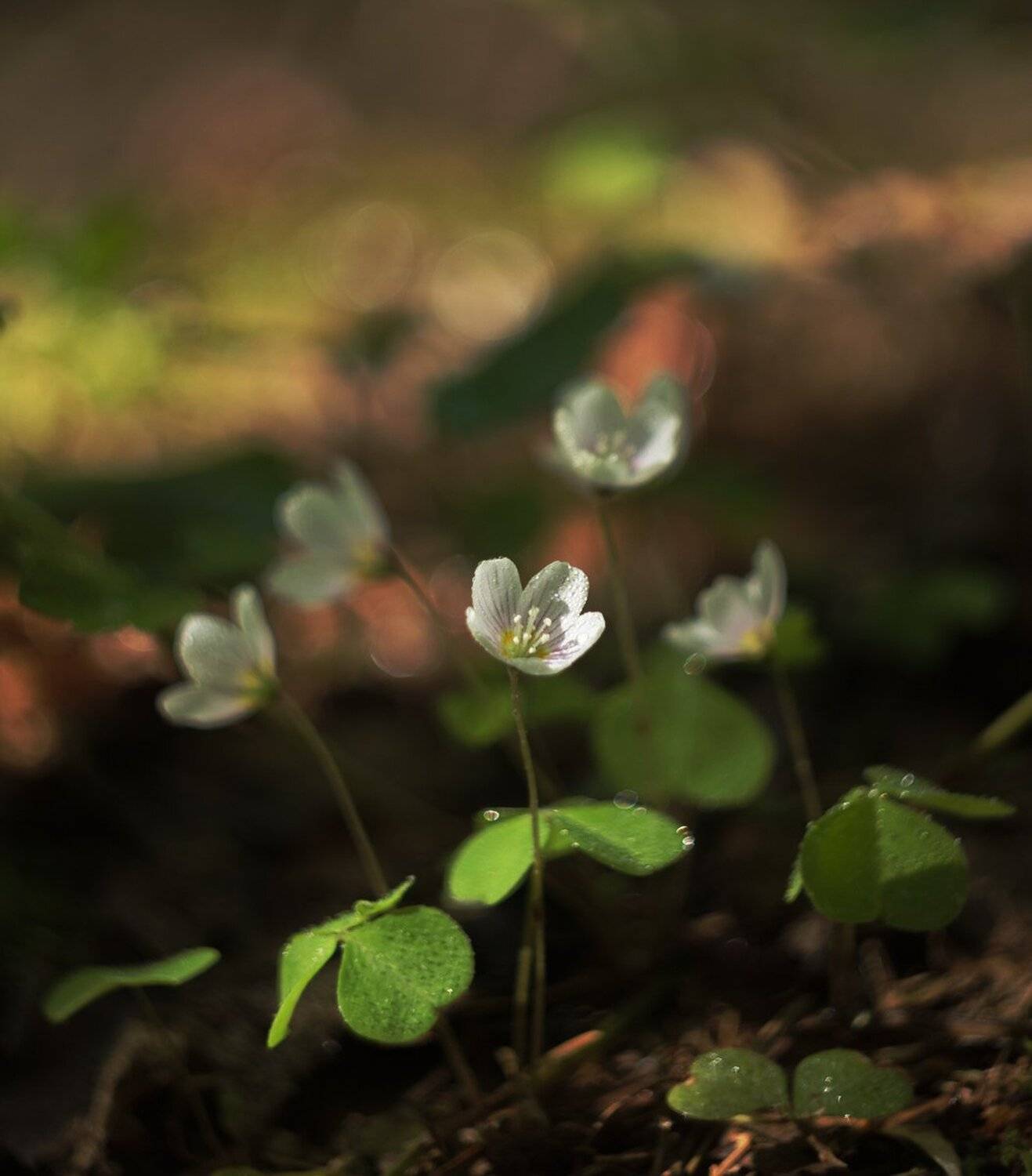 , Николай Андреев