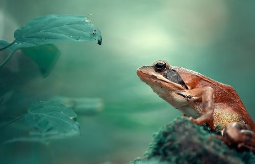 Prey