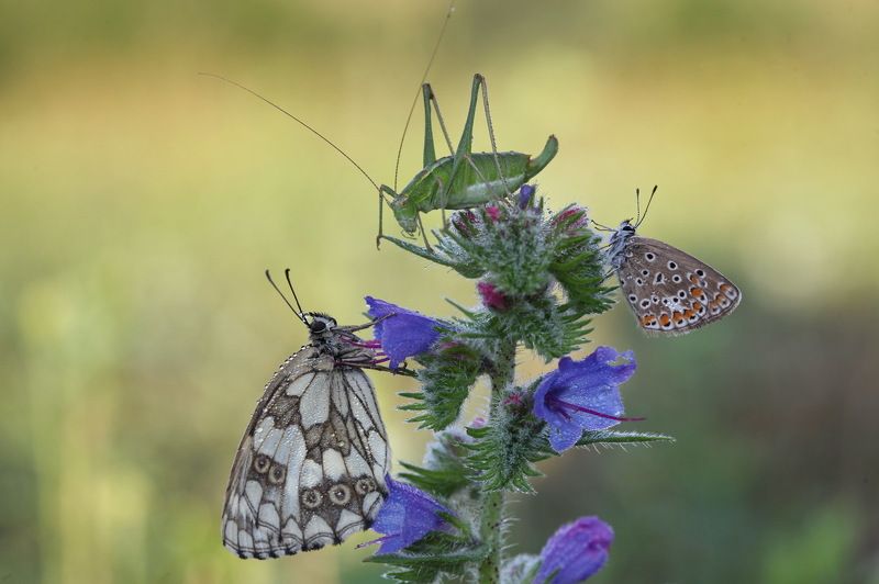 *** фото превью