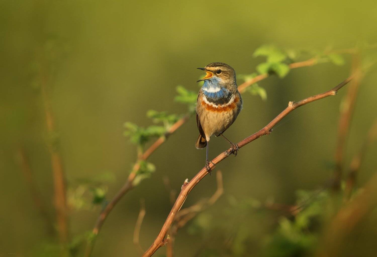 природа, лес, животные, птицы, Дмитрий Посевич