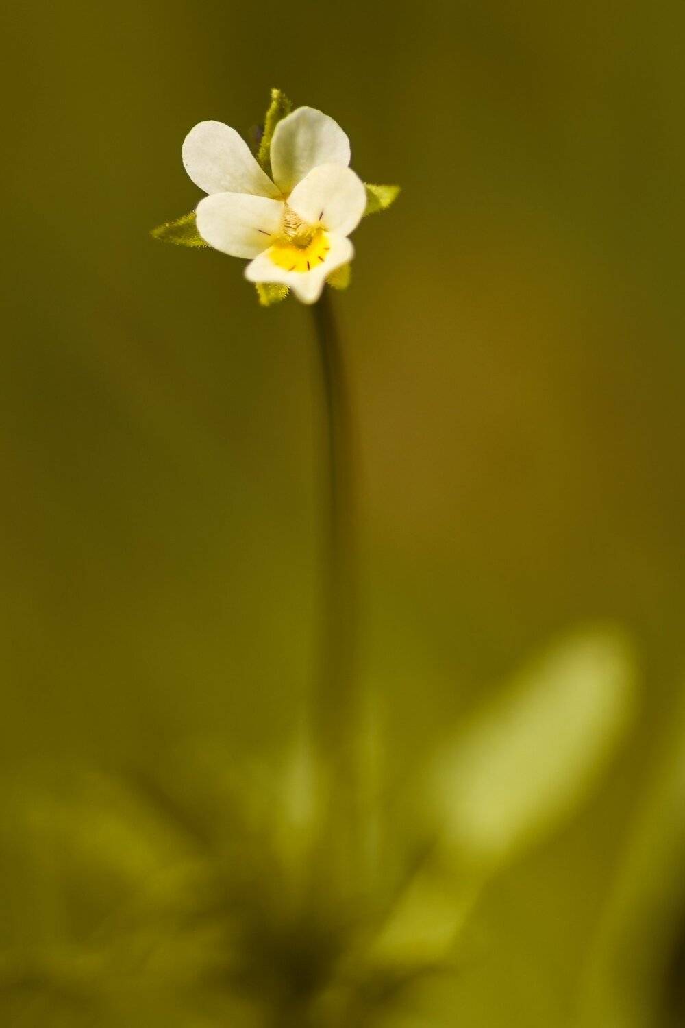 , Sixten ( Сергей )