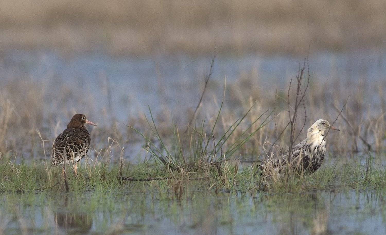 , Руслан Соколов