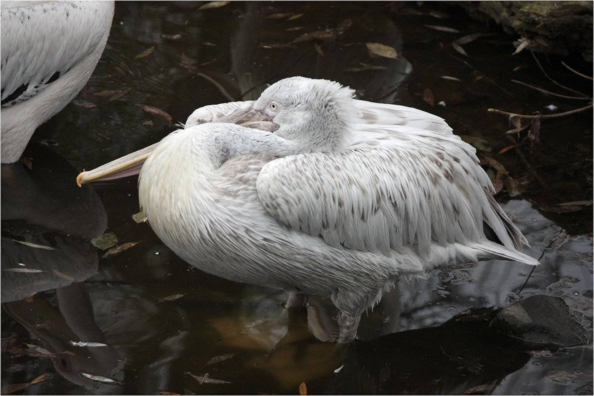 пеликан, КарОл