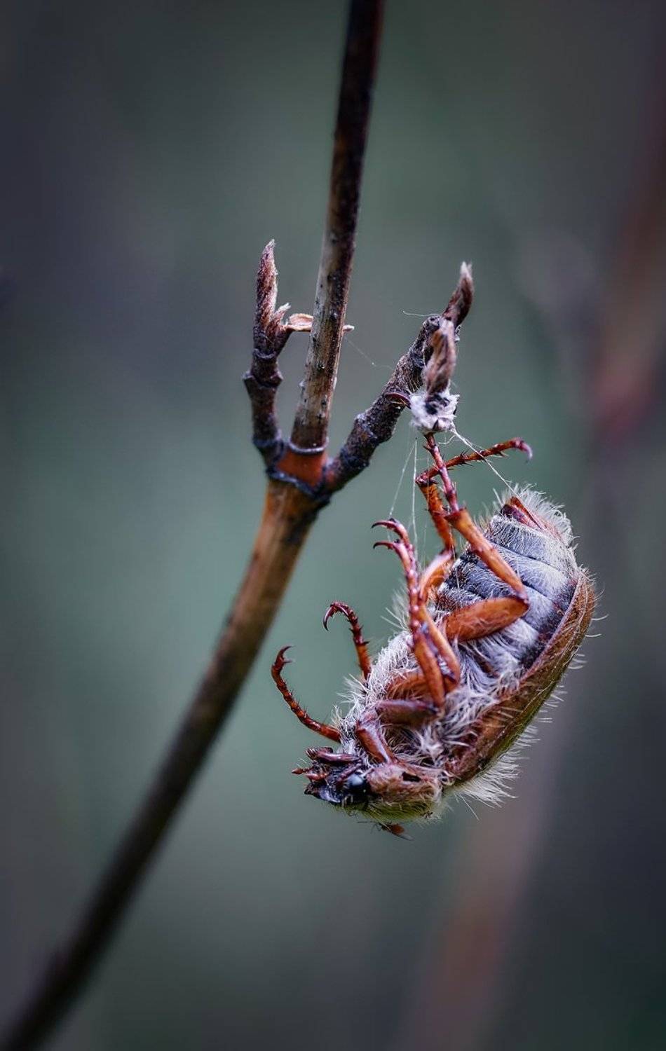 майский жук,трагедия,макро, Сергей