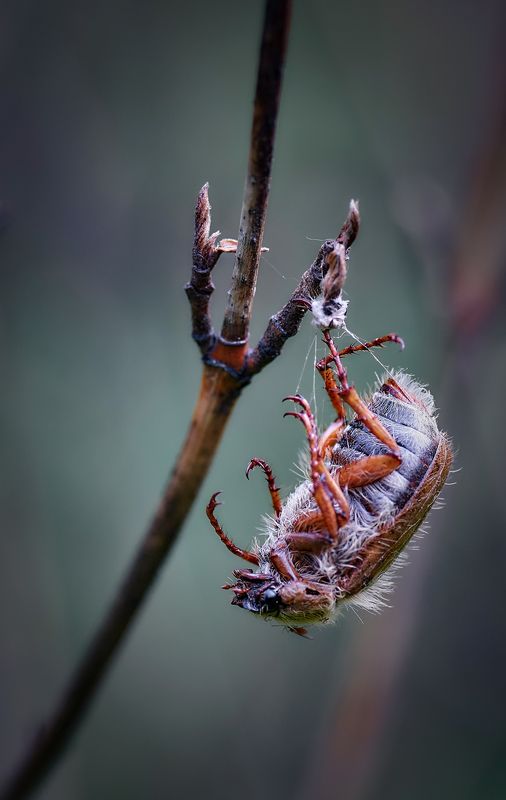 майский жук,трагедия,макро майская трагедия... фото превью