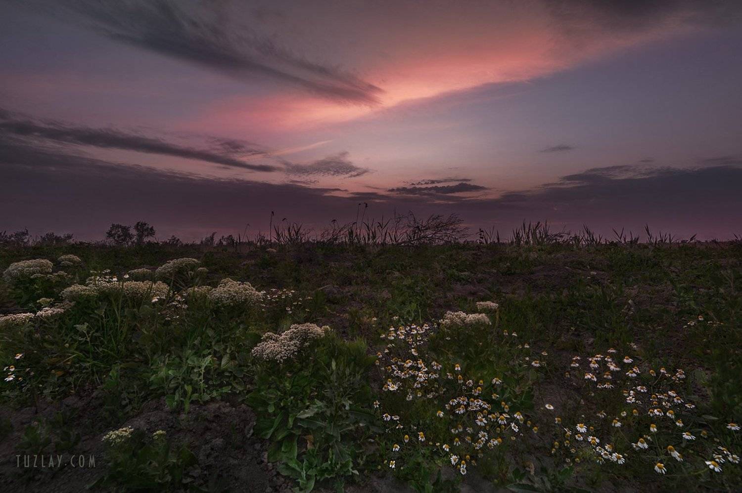 ромашки, земля таманская, вечернее небо, Владимир Тузлай
