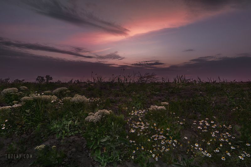 ромашки, земля таманская, вечернее небо Немного про ромашки, немного про небо... фото превью