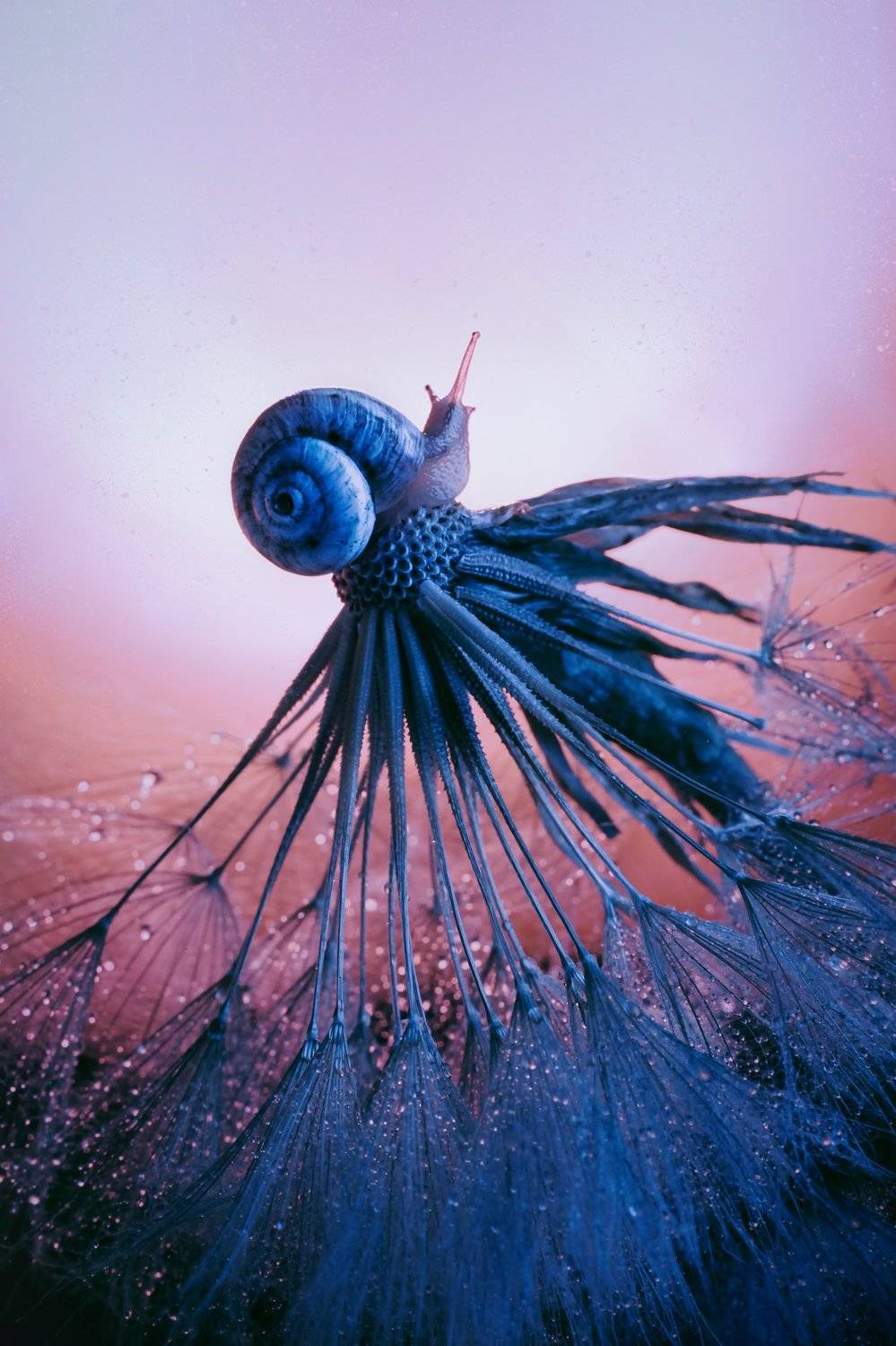 улитка, макро, капли, одуванчик, вечер, природа, вода, Наталья Голубева