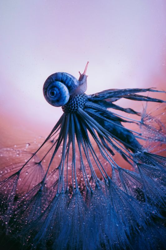 улитка, макро, капли, одуванчик, вечер, природа, вода @ фото превью