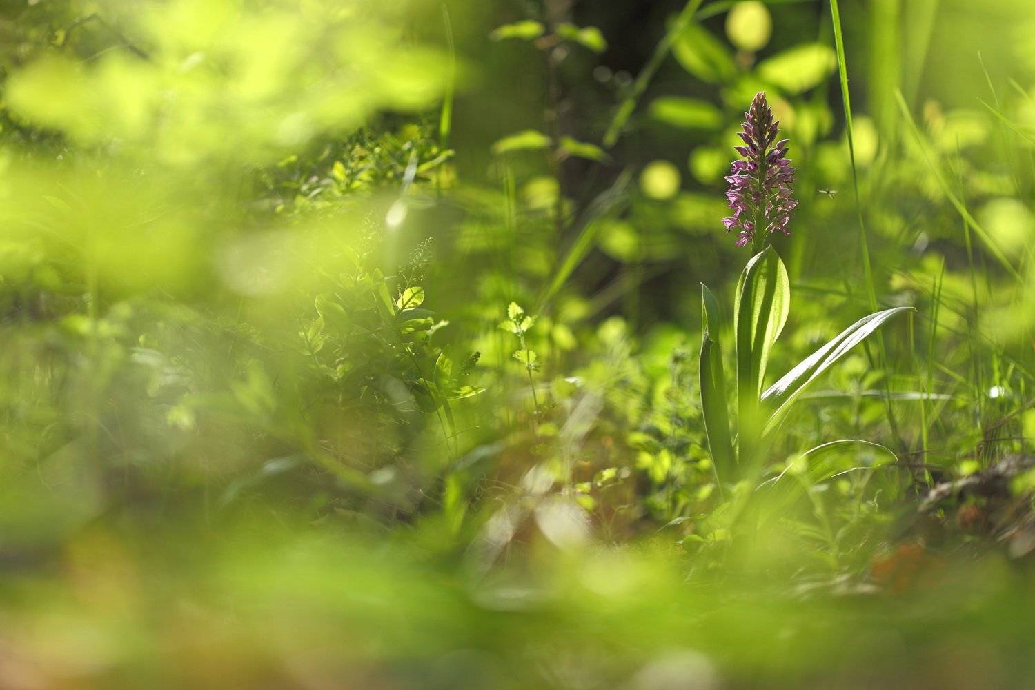 ятрышник, шлемоносный, шлемовидный, orchis, militaris, самарский лес, Sergii Markov