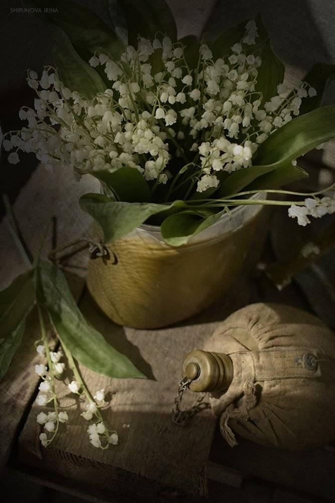 , Шипунова Ирина