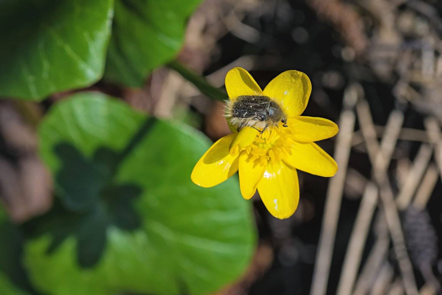 жук,желтый,лист,зелень,свет,насекомое, Юрий Котов